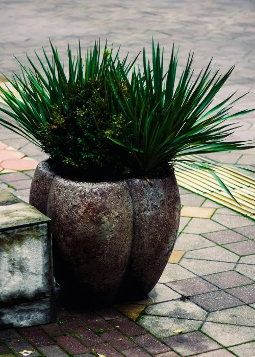 plantes grasses