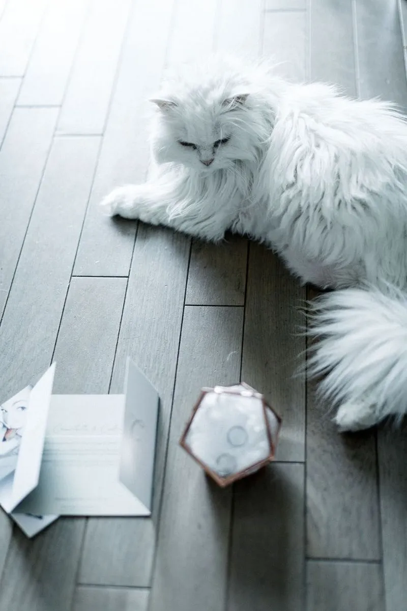 le chat au chateau d'hardricourt