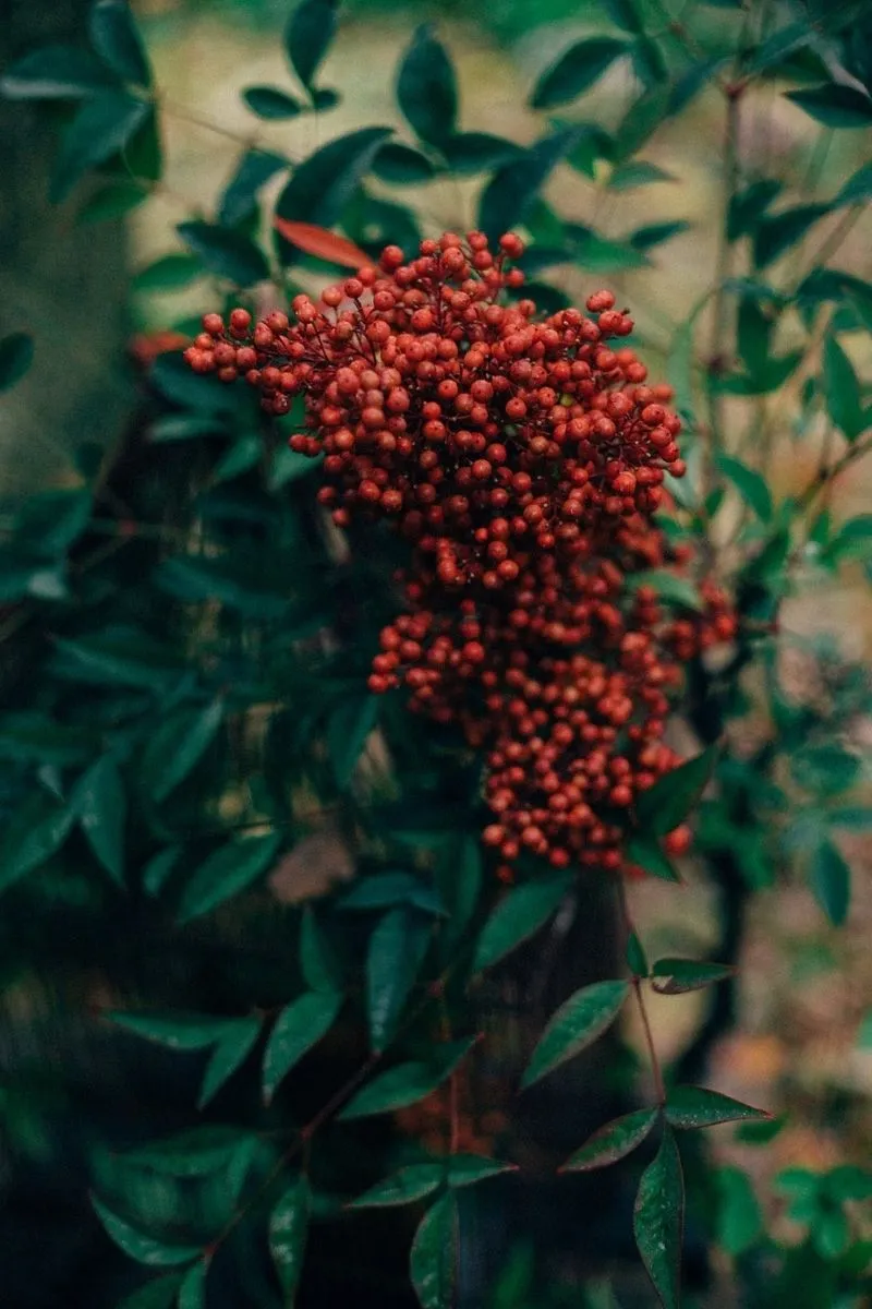 Saison automne 10 Drissia - Fleuriste mariage & événement