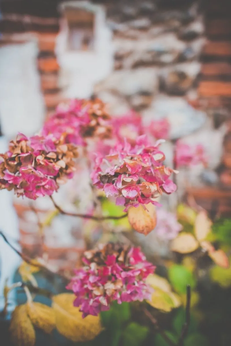 Saison automne 2 Drissia - Fleuriste mariage & événement