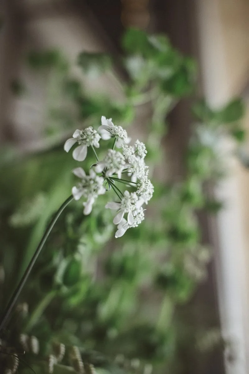 zoom fleurs blanches