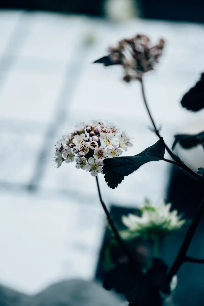 pivoines d'un mariage thème végétal