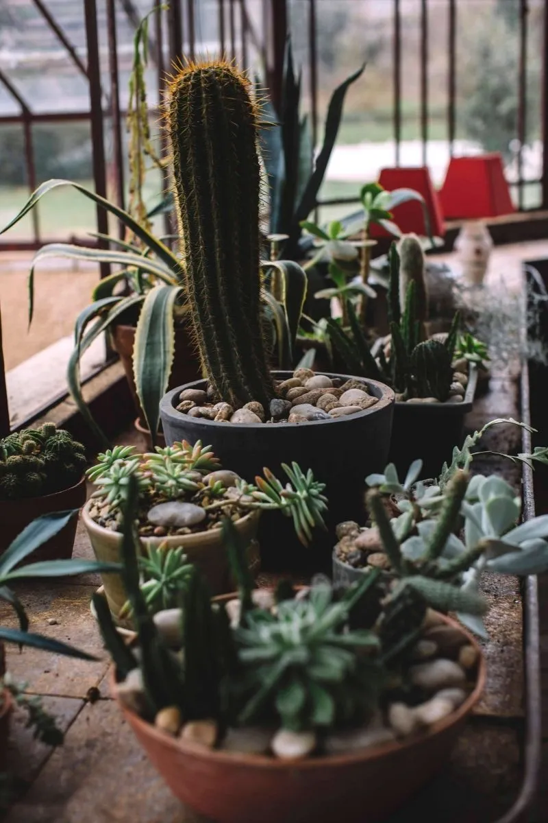 plantes vertes en décoration