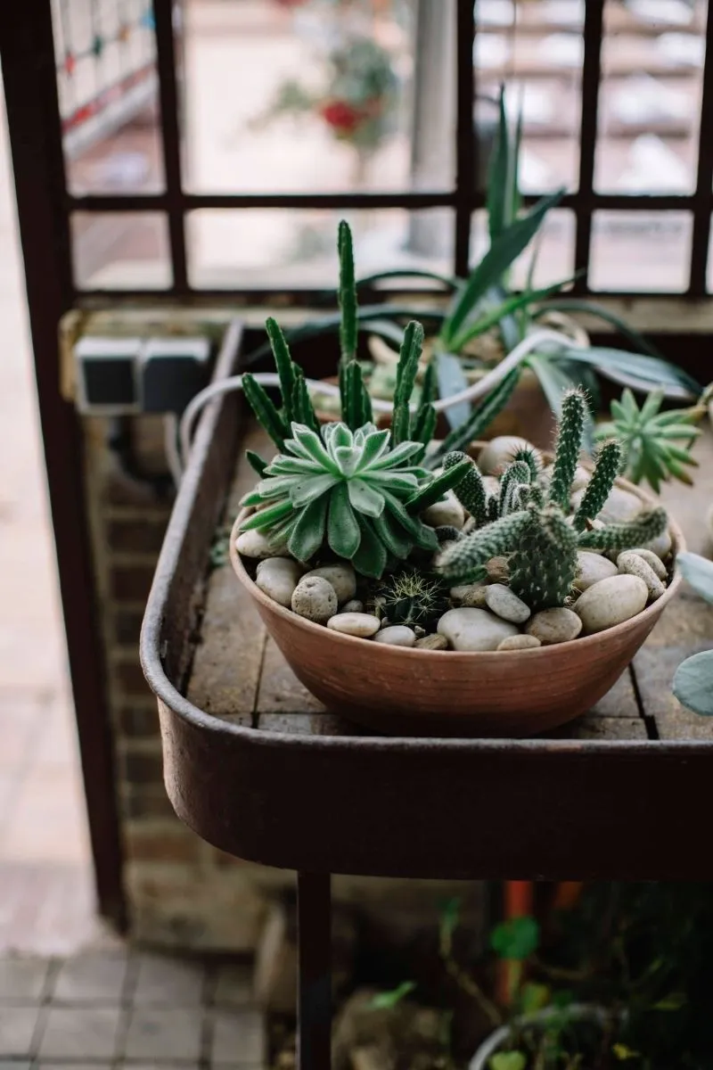 plantes vertes sur le côté d'un mariage thème végétal