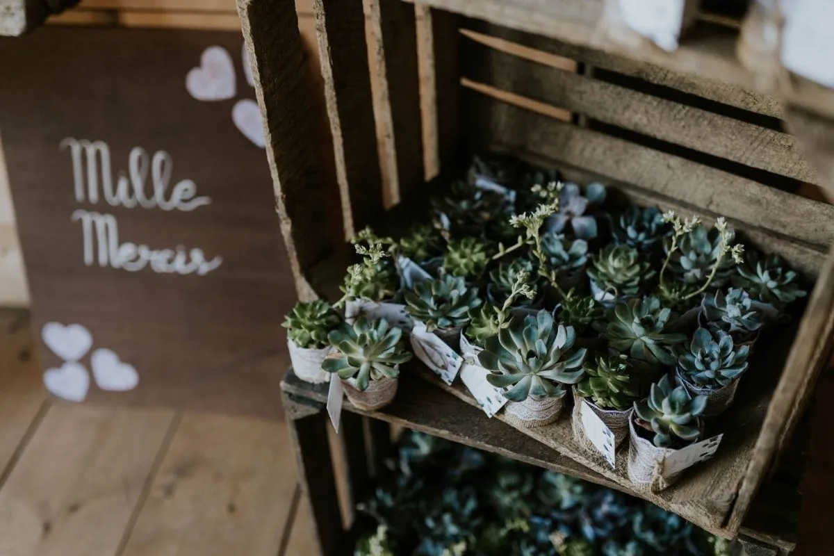 Vegetal 31 Drissia - Fleuriste mariage & événement