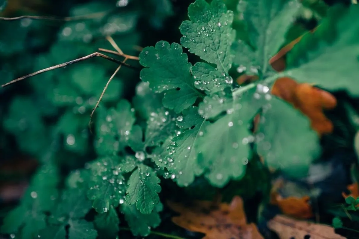 zoom sur feuilles