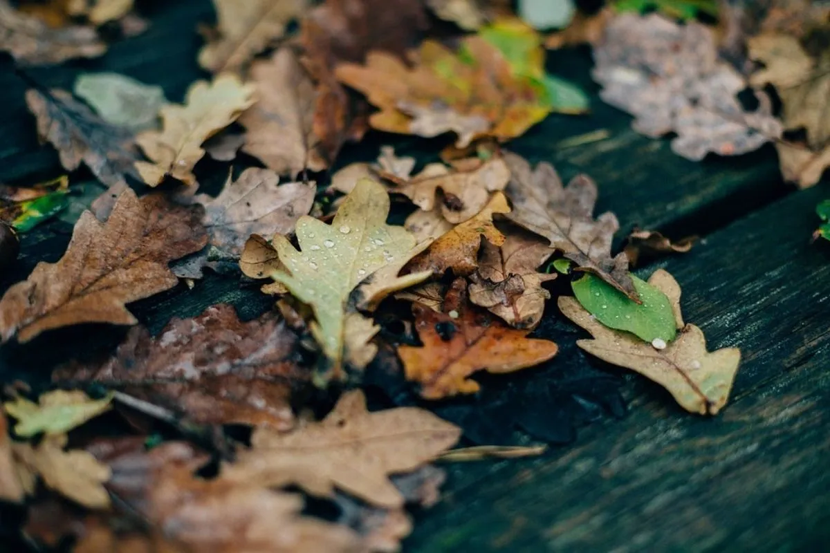 feuilles par terre