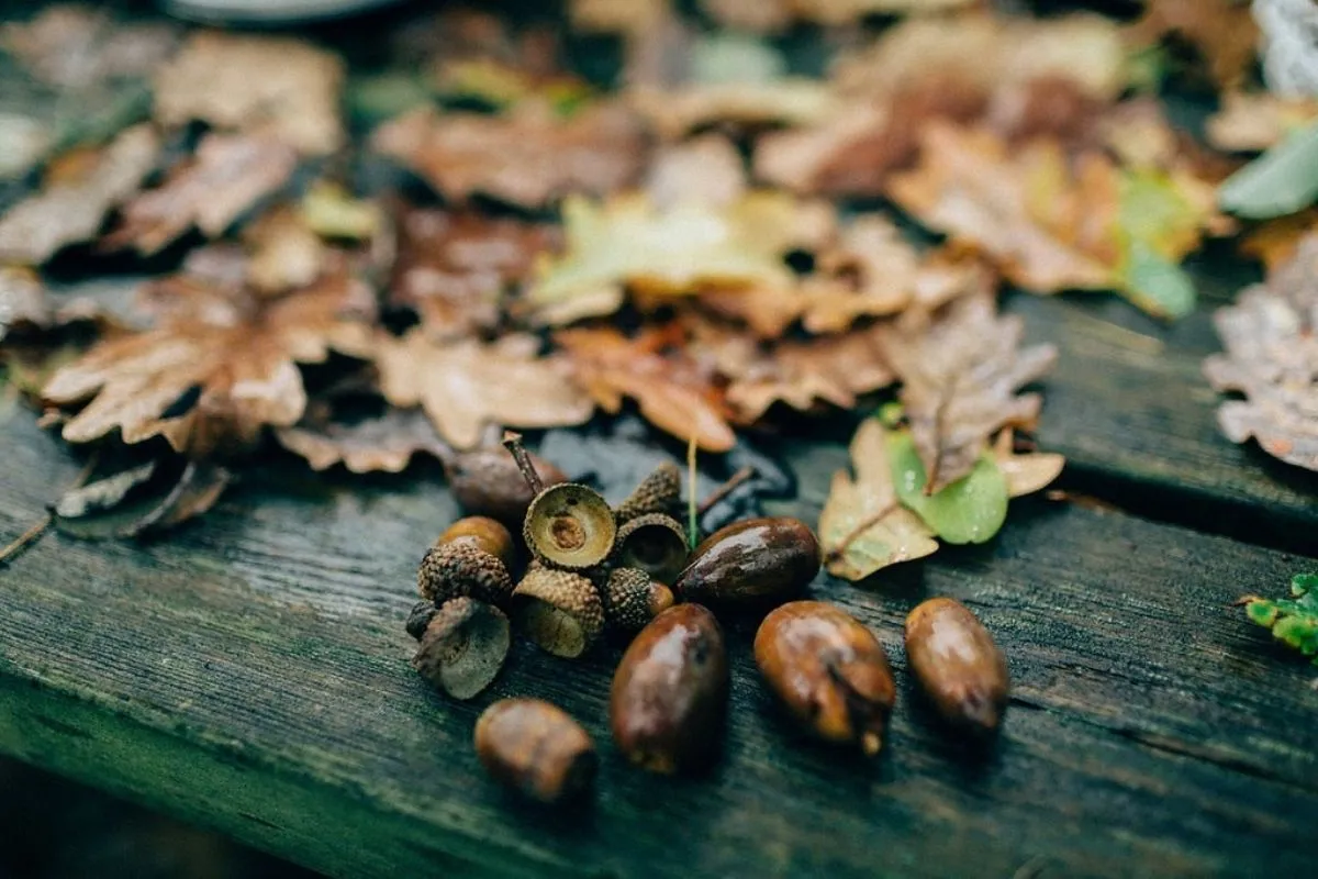 nature feuilles