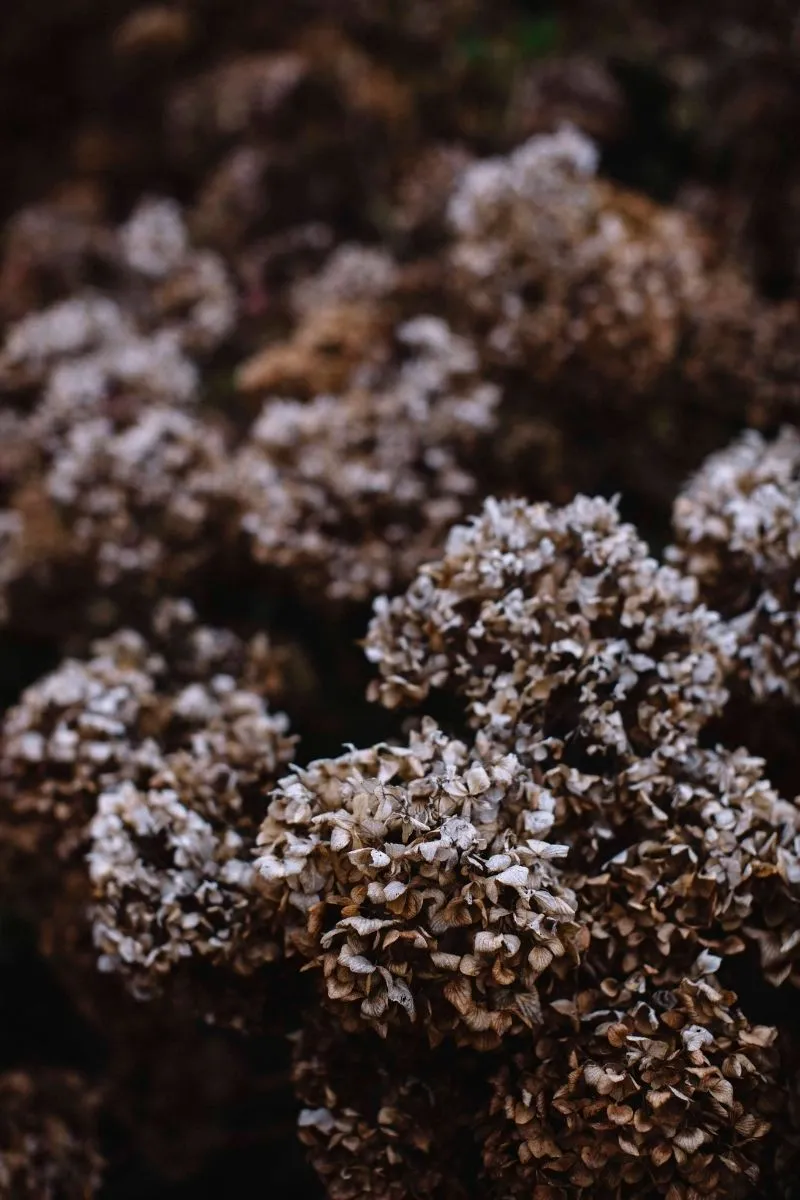 saison hiver 19 1 Drissia - Fleuriste mariage & événement