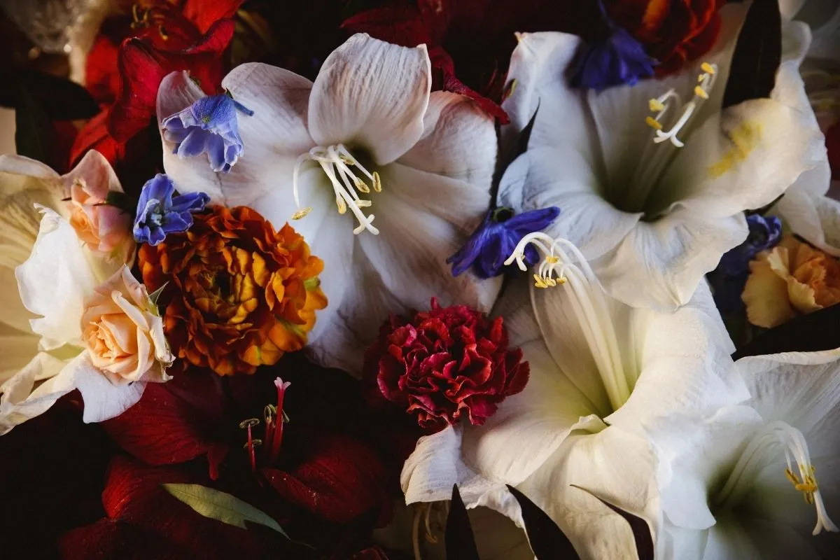 saison hiver 23 Drissia - Fleuriste mariage & événement