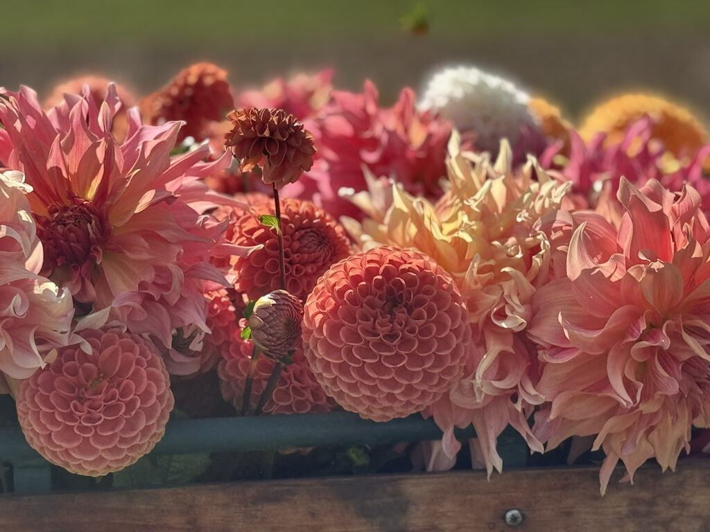 Fleurs d’automne : guide mariage & événements