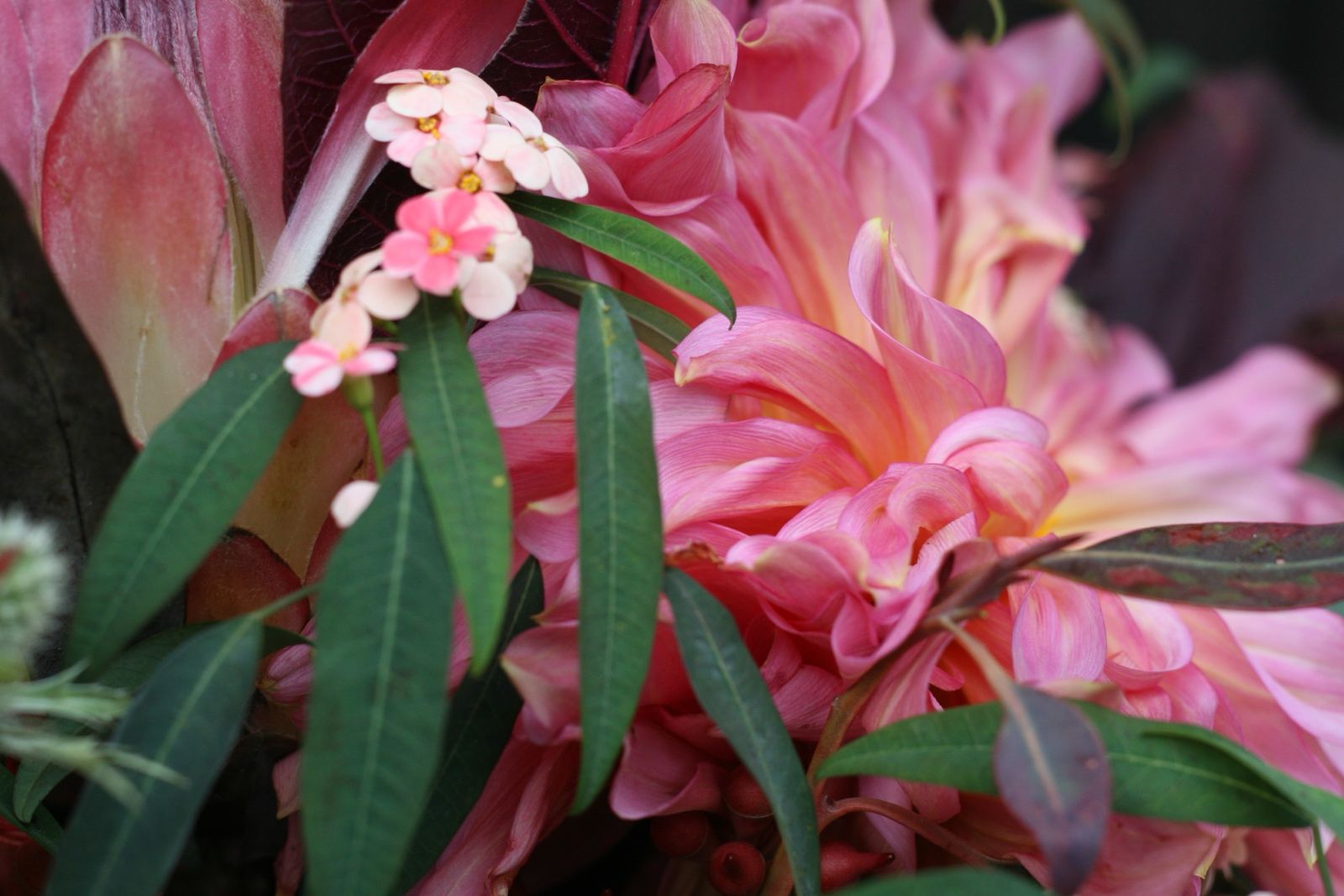 bouquet de pivoine blanches