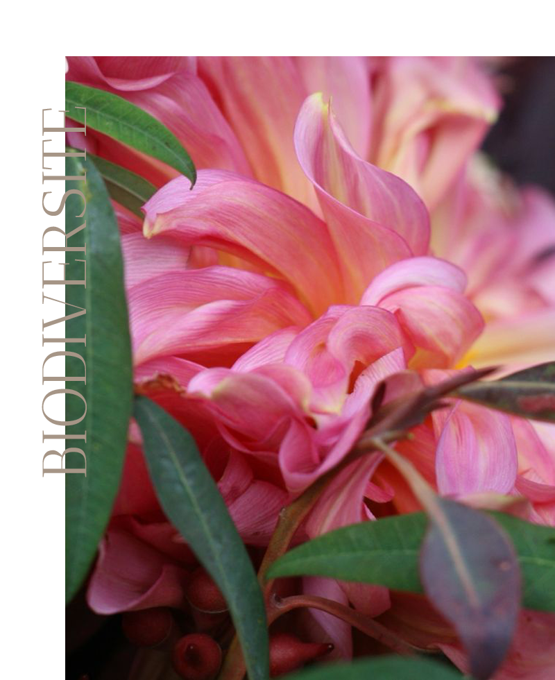 photos zoom fleurs marque