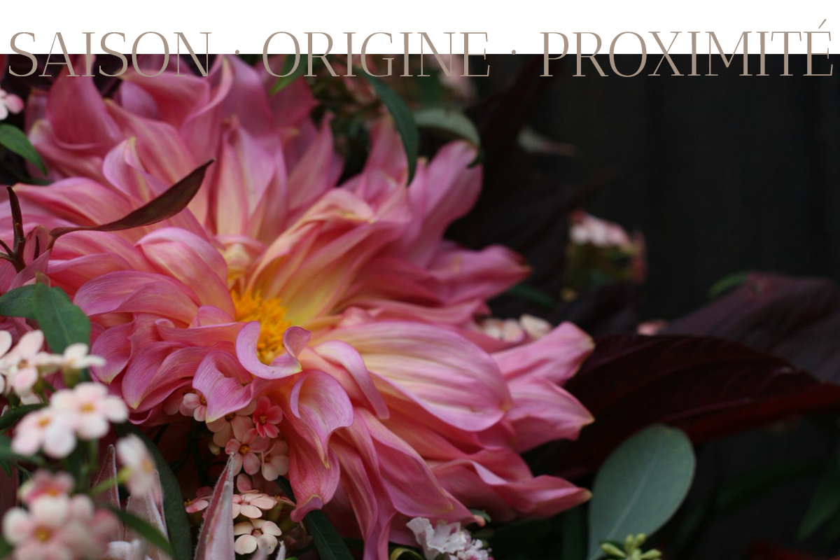 zoom fleurs rouge
