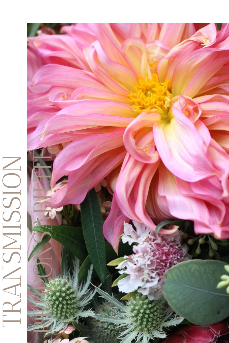photos zoom fleurs marque