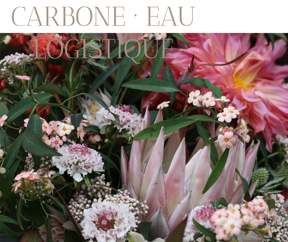 zoom fleurs rouge